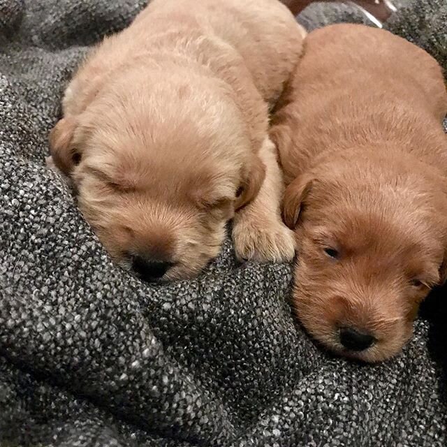 Deposits are being accepted for the newest arrivals, our medium F1 labradoodle puppies!! Contact us today for details. #labradoodlebreeder #penryndoodles  #penryndoodles #minidoodles #doodlebreeder #doodlelove #916doodles #breeders #puppylove #penryn
