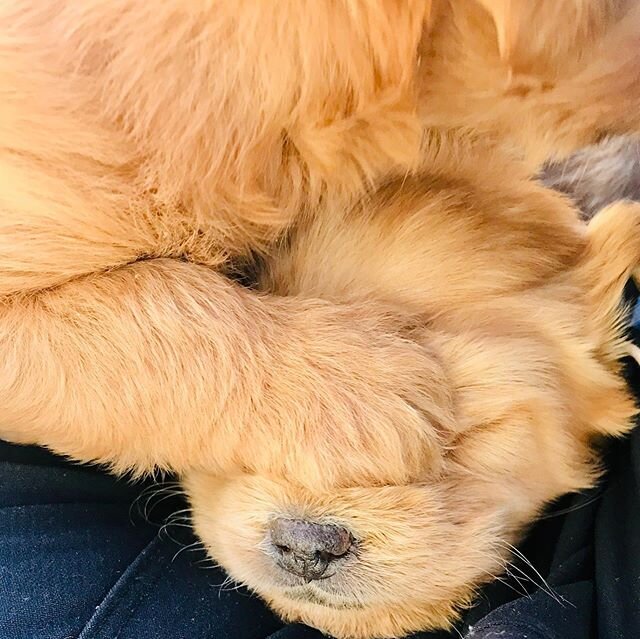 These days it&rsquo;s all about keeping them still long enough for their glamour shots. Looking for medium or mini doodles? These adorable pups will be ready for their furever homes in just a few weeks! #cutenessoverload #penryndoodles Mini and mediu