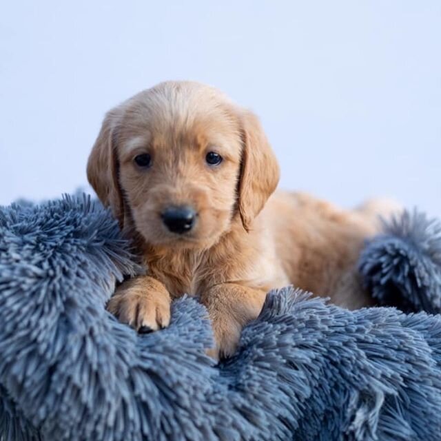 We have f1 medium labradoodles ready to go home March 5th. Message us for details! #labradoodle #mediumlabradoodles  #penryndoodles #northerncabreeder #puppies #916doodles  #adorabledoodle #penryndoodle #916puppies #furbaby #doodlebreeder #doodlelove