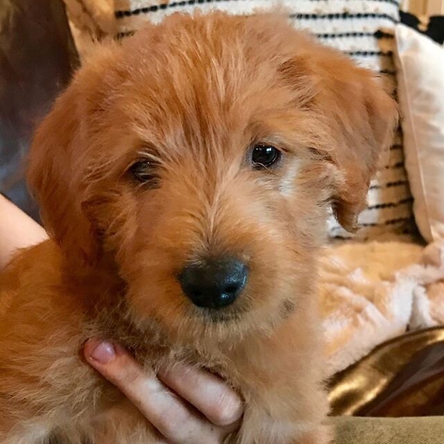 Looking for a new fur family member? We currently have FOUR medium puppies available, 2 girls and 2 boys.  Contact us today (link in bio) to make arrangements to call one of these sweet bundles of fur your very own! #penryndoodle #doodlebreeder #nort