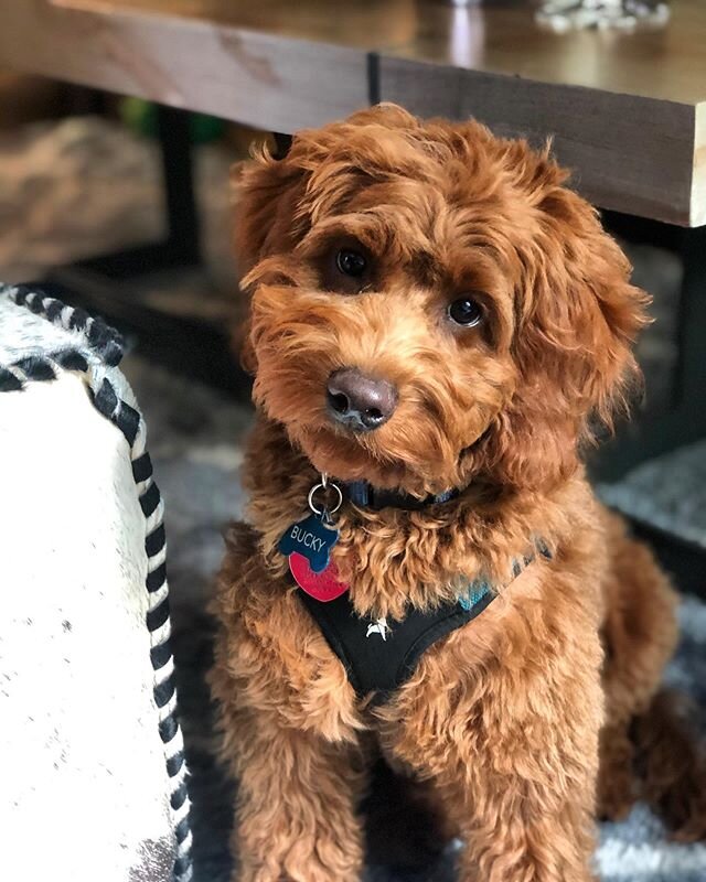 Look at this cute fluffy guy! 😍 we love getting updates from our past litters! #penryndoodles #labradoodlesofinstagram #doodles #labradoodle #minidoodlesofinstagram #minilabradoodles