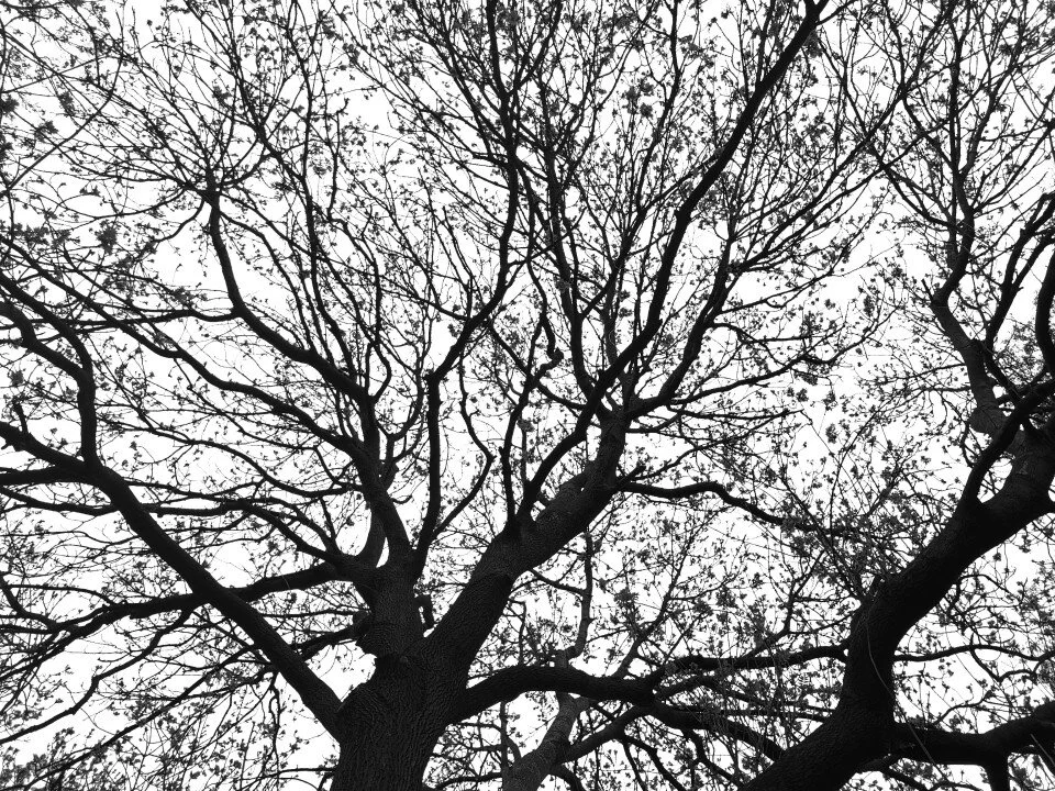 Dendrophobia: The fear of trees