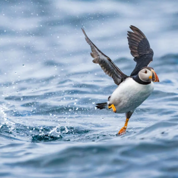 AtlanticPuffin-Simon-dEntremontreduced-600x600.jpg