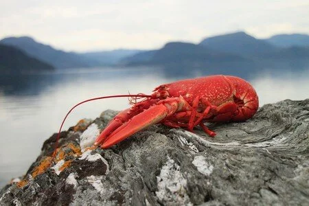 lobster-1134641_1280.jpg