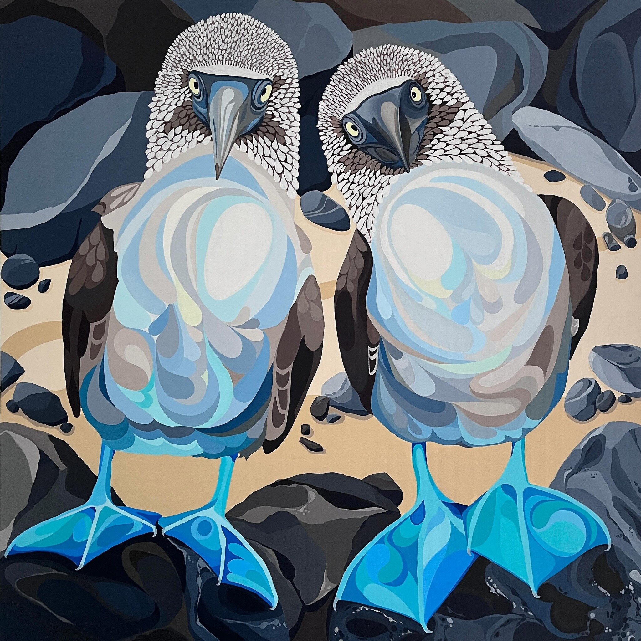 &lsquo;Best Friends&rsquo; new painting 60x60cm Blue Footed Boobys, it&rsquo;s been a lot of fun painting this one. 😃💙🩵

#bluefootedbooby #wildlife #coastalbirds #birdwatchers