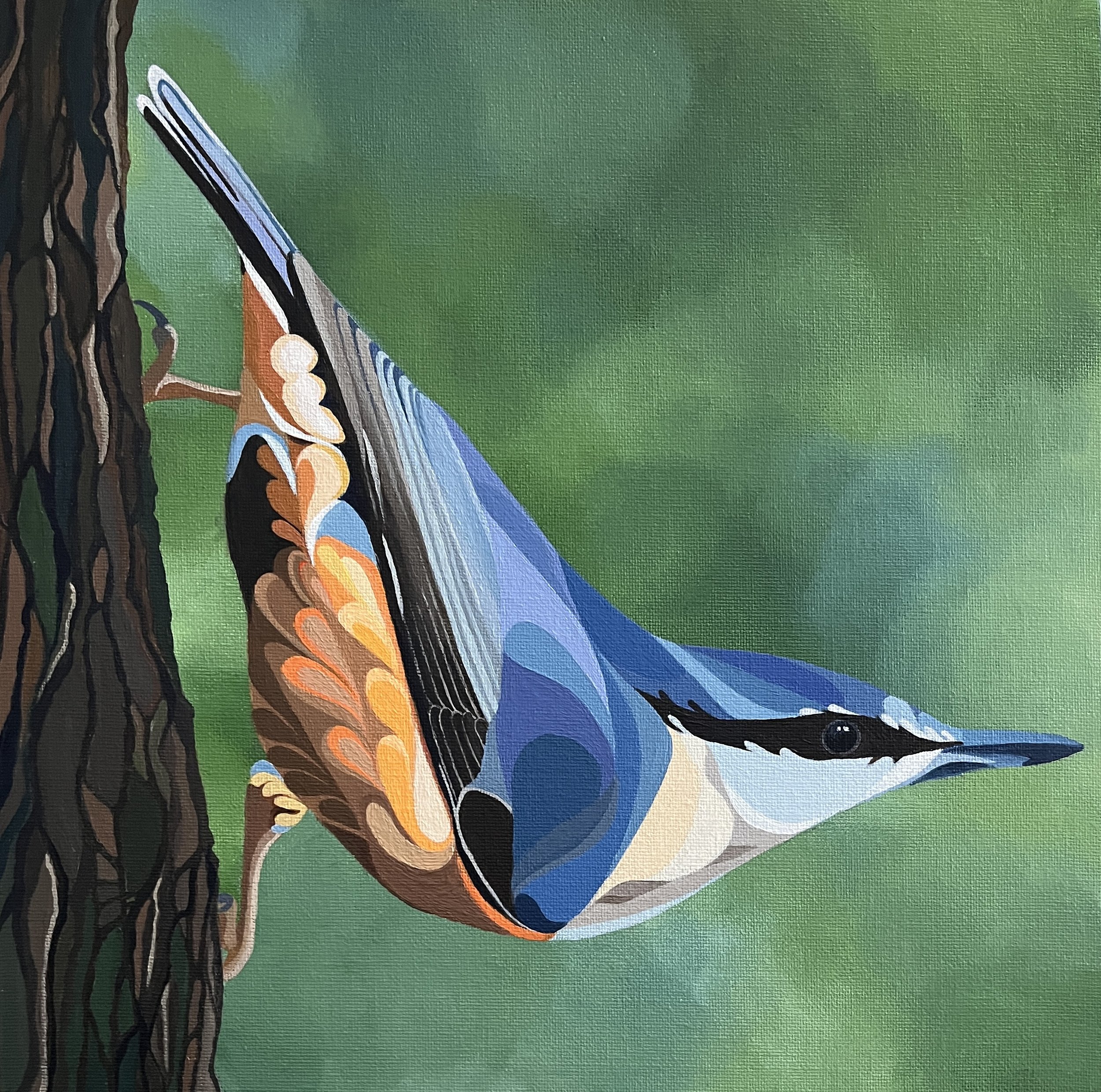 Nuthatch