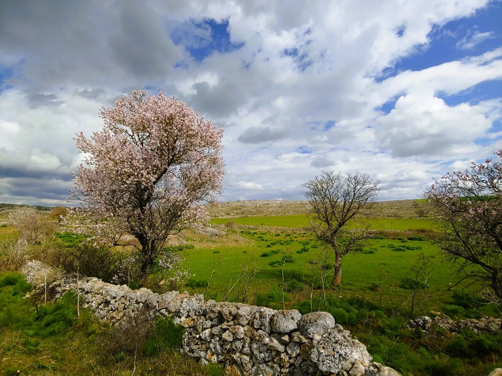 Puglia rurale - Elementary
