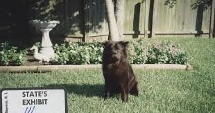 Shaka - From CBS News.jpeg