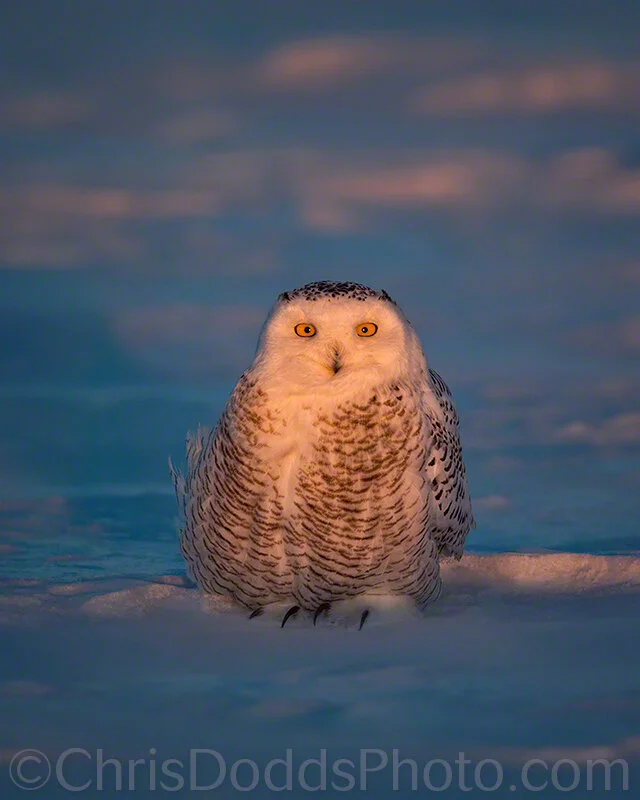 Snowy-owl-Bubo-scandiacus-harfang-des-neiges-SNOW-CDODDS_16K3363.JPG