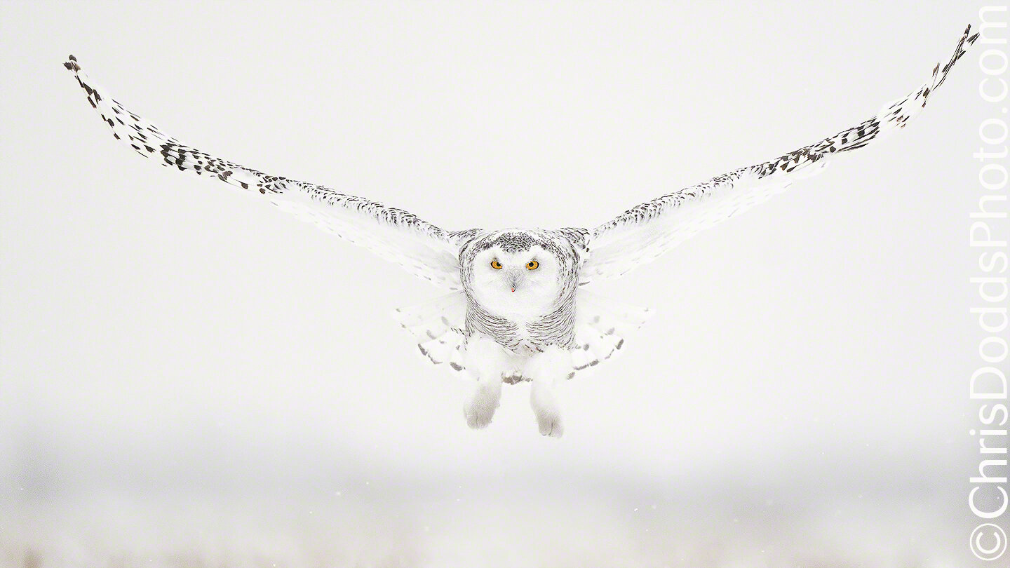 Snowy Owl Workshop Photo Tour with Christopher Dodds — Christopher ...