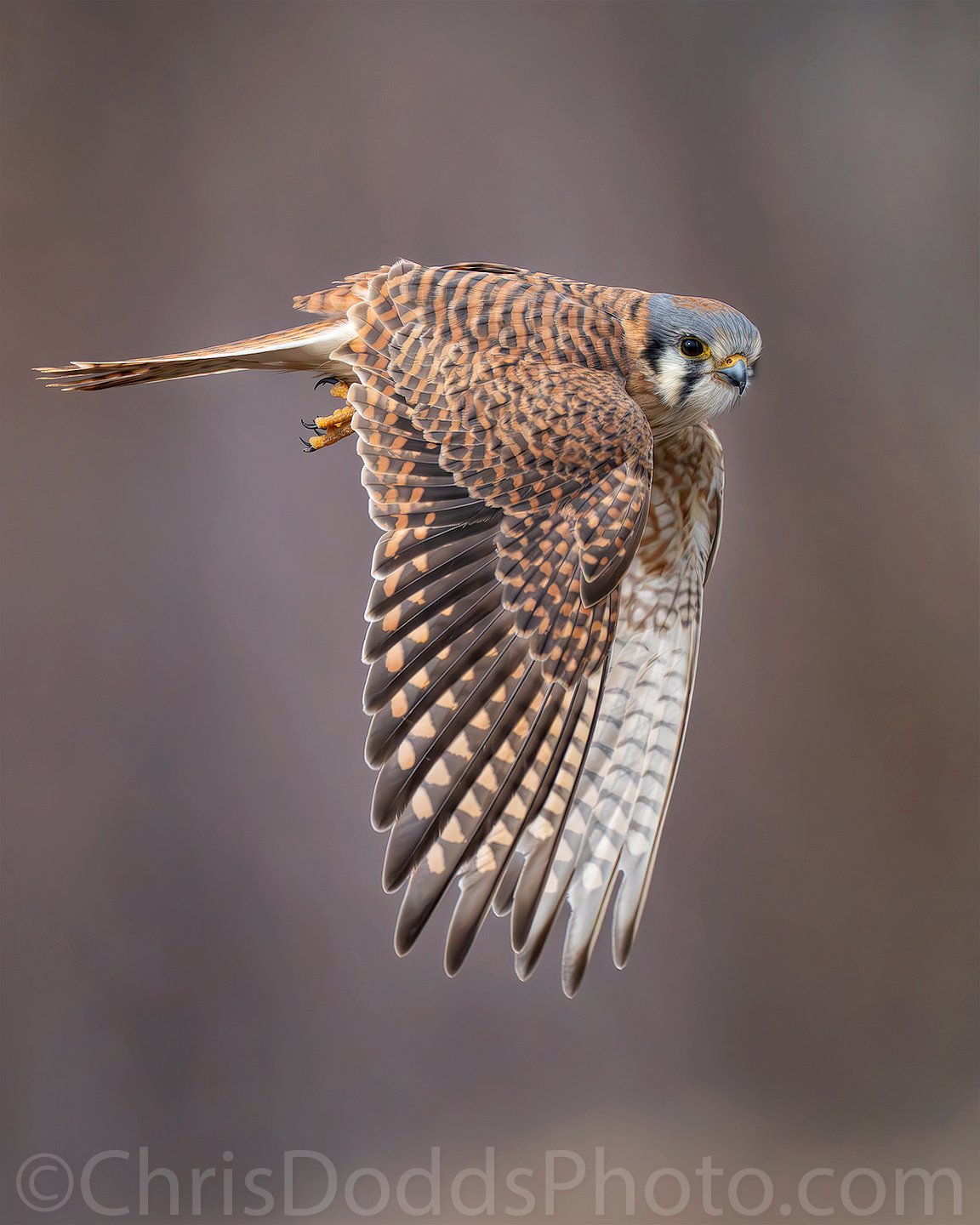 Americal Kestrel in flight CDODDS_CID7970.jpg