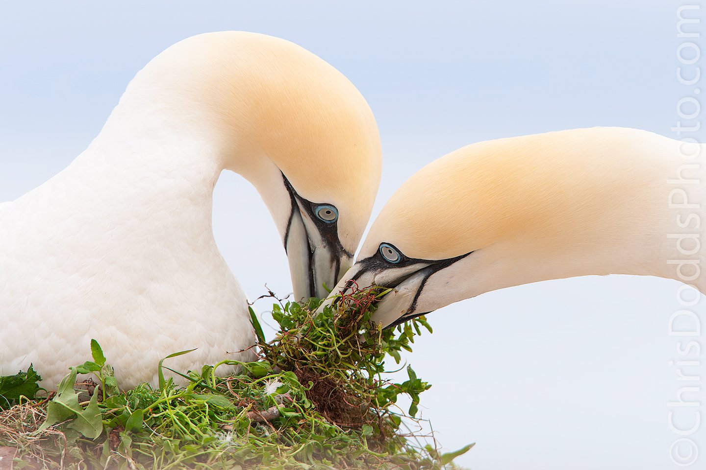 Northern Gannet pair building nest love CDODDS_CID7272.jpg