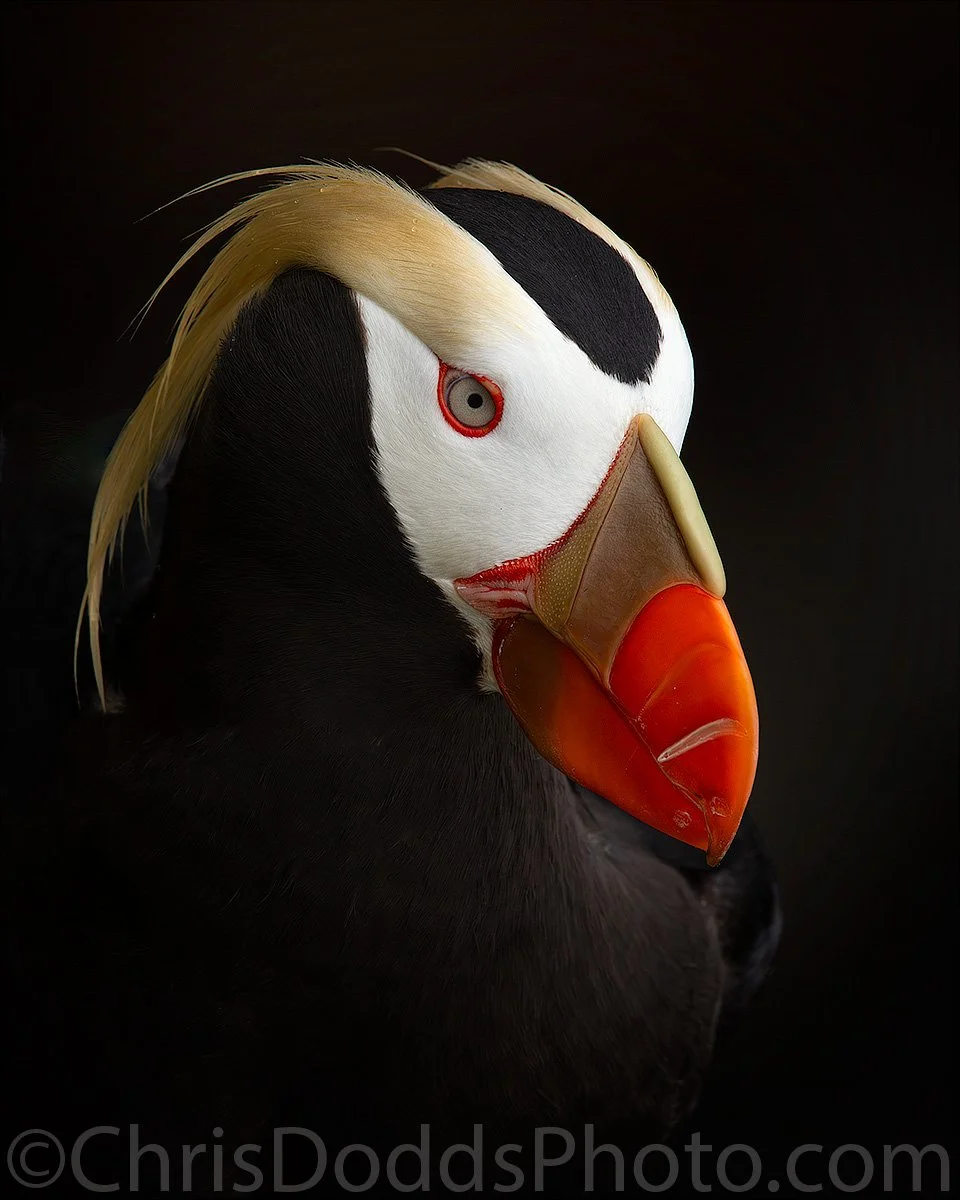 Tufted Puffin Portrait