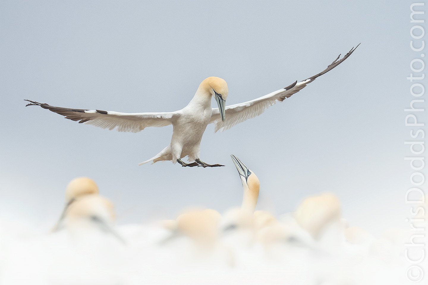 Northern Gannet Landing in Fog