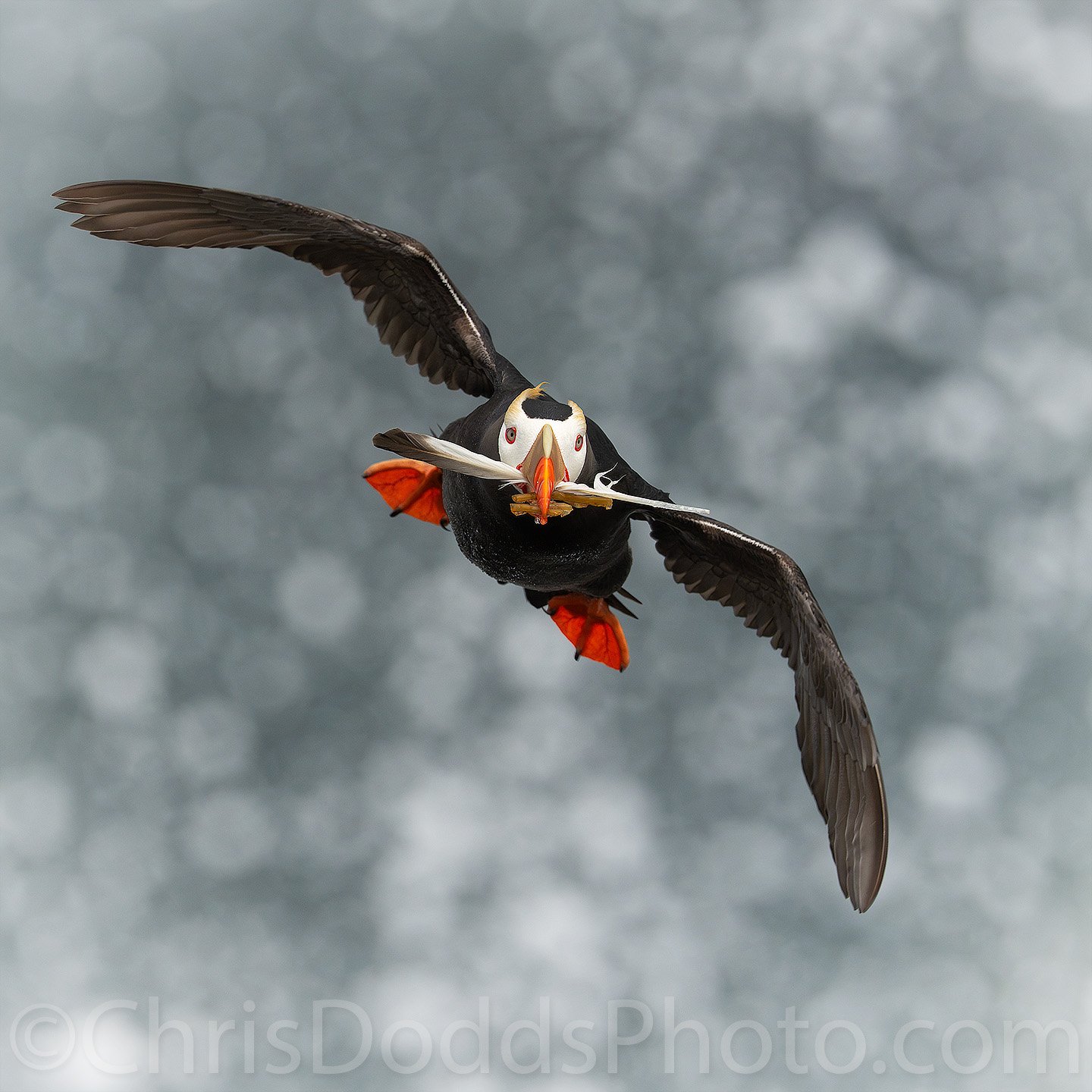 Tufted Puffin