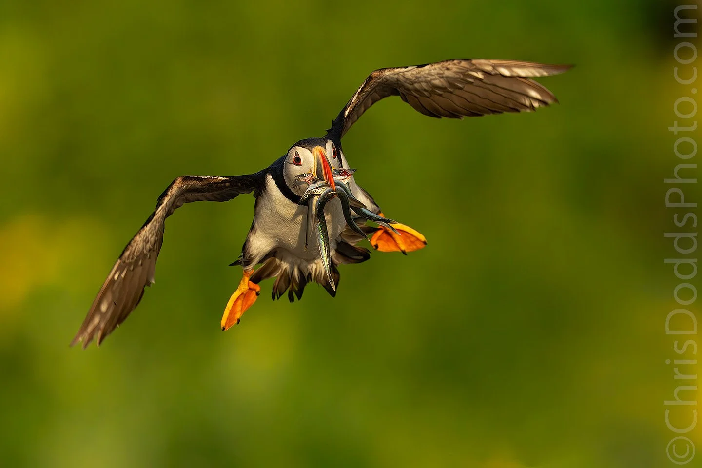 Atlantic Puffin Flying Head On Fish Light CDODDS_CID1291.jpg