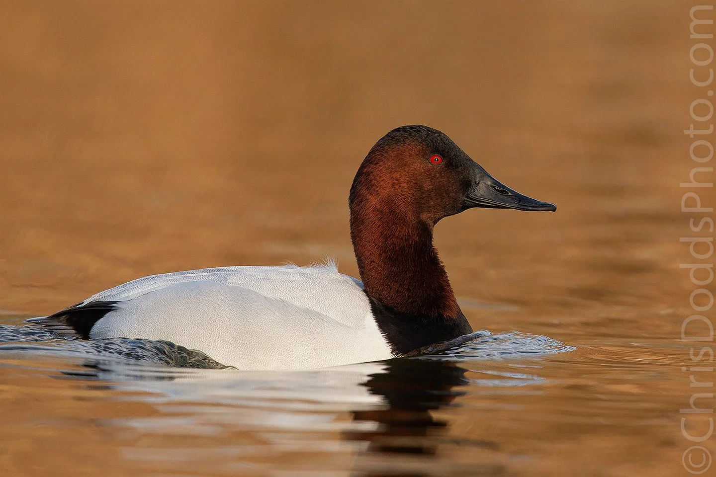 Canvasback CDODDS _CID2985.jpg