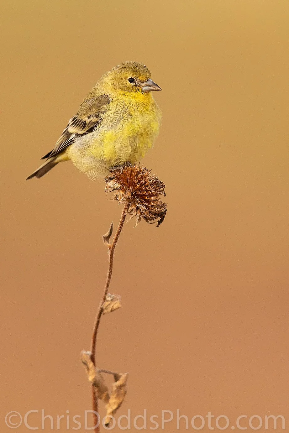Lesser Goldfinch Bosque CDODDS_CID9046.jpg