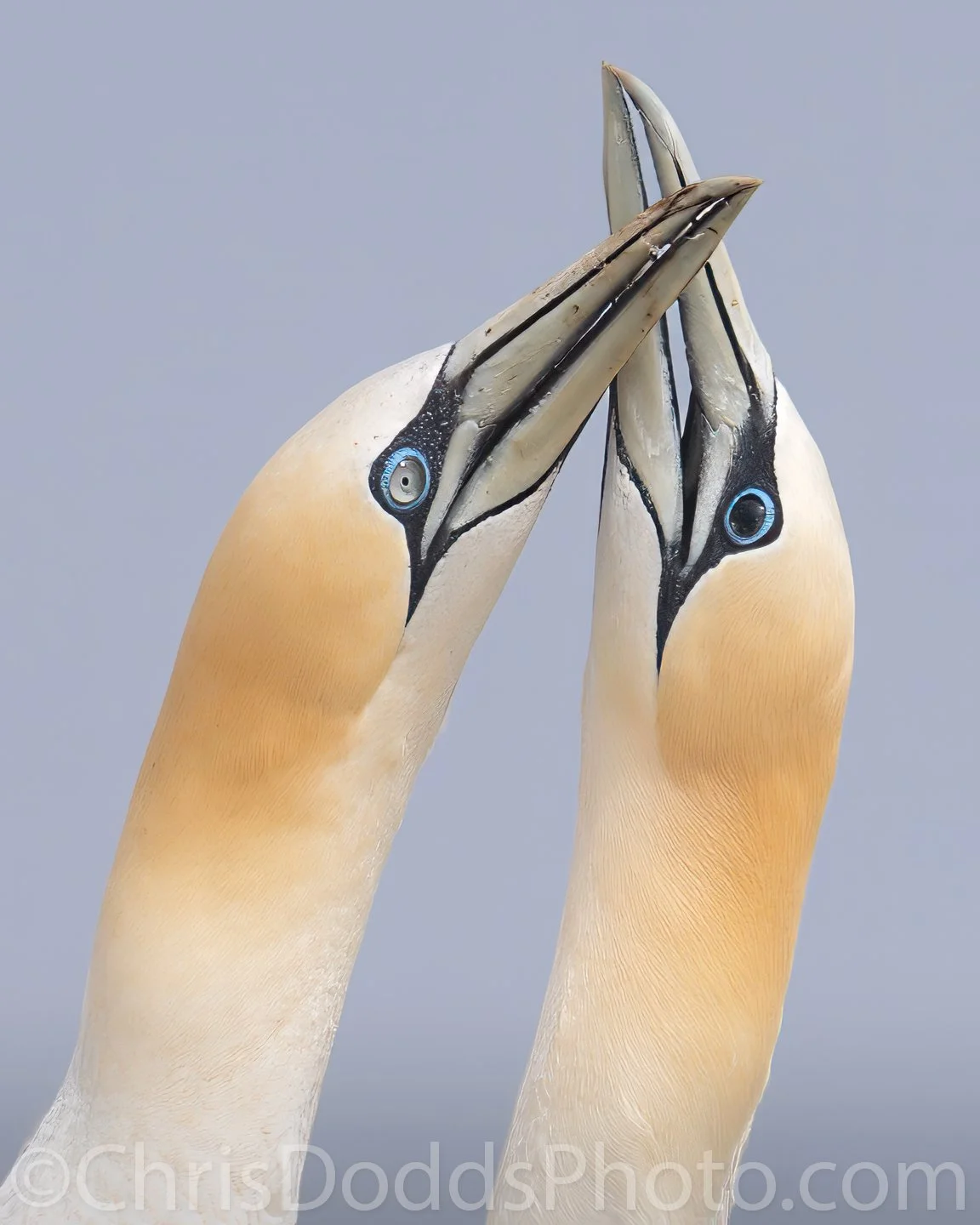 Northern Gannets Fencing Comparison Black Eye Avian Flu CDODDS_CID2139.jpg