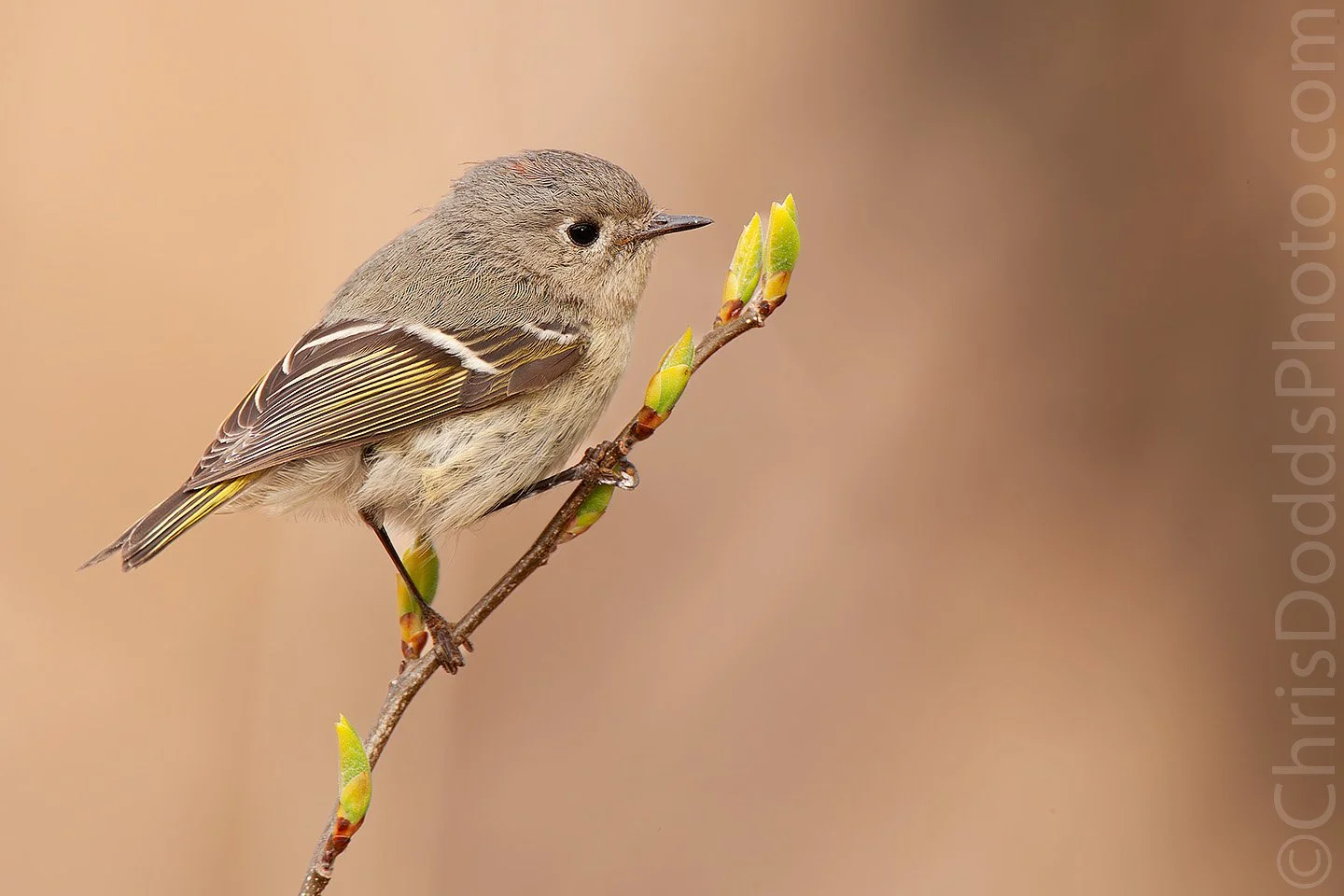 Ruby-crowned Kinglet