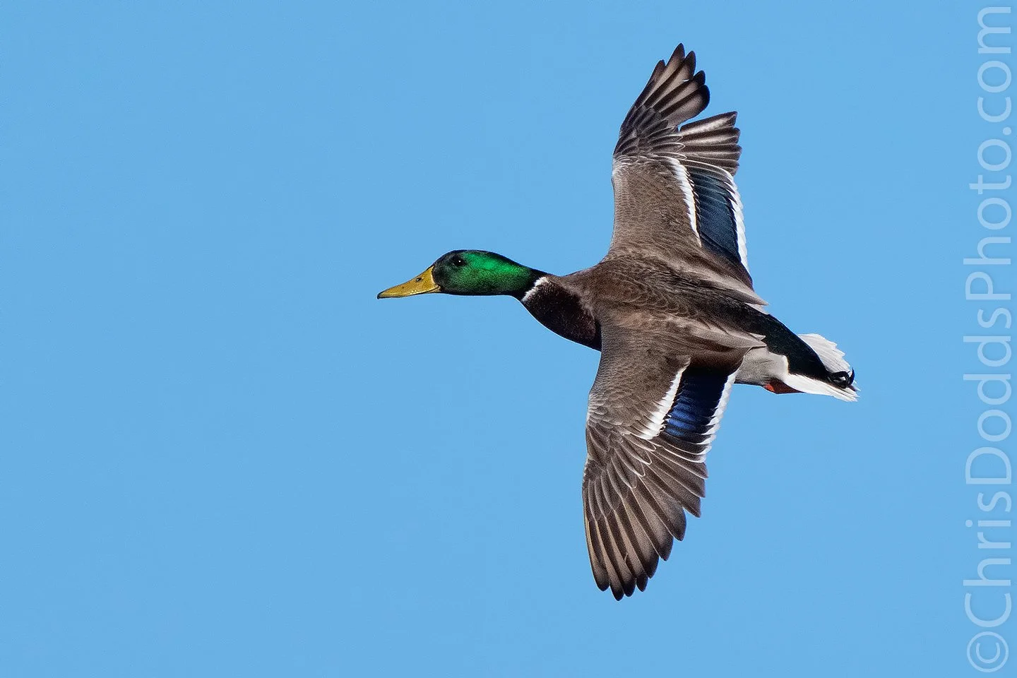 Mallard in flight dorsal view CDODDS_CID2710.jpg