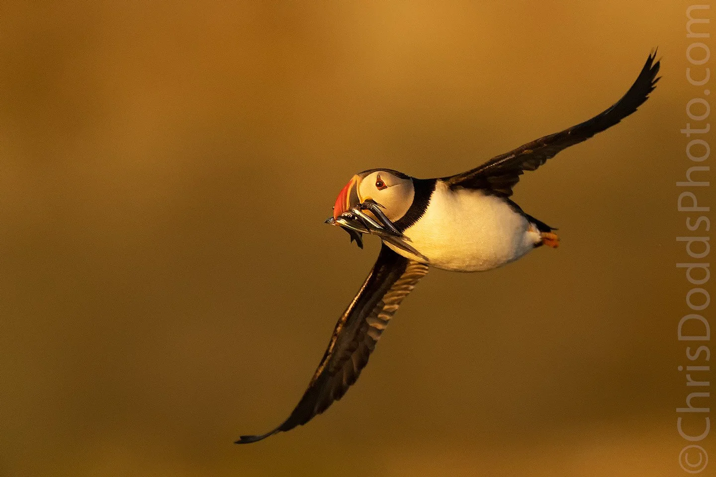 Atlantic Puffin flying with fish in golden light CDODDS_CID1727.jpg