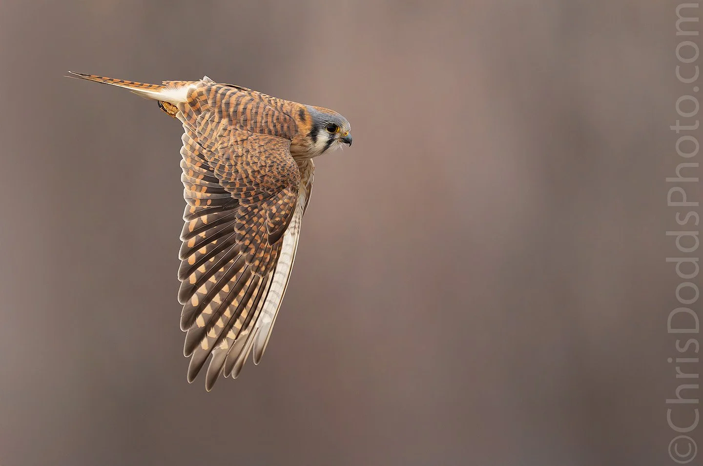 American Kestrel in flight CDODDS_CID7976.jpg