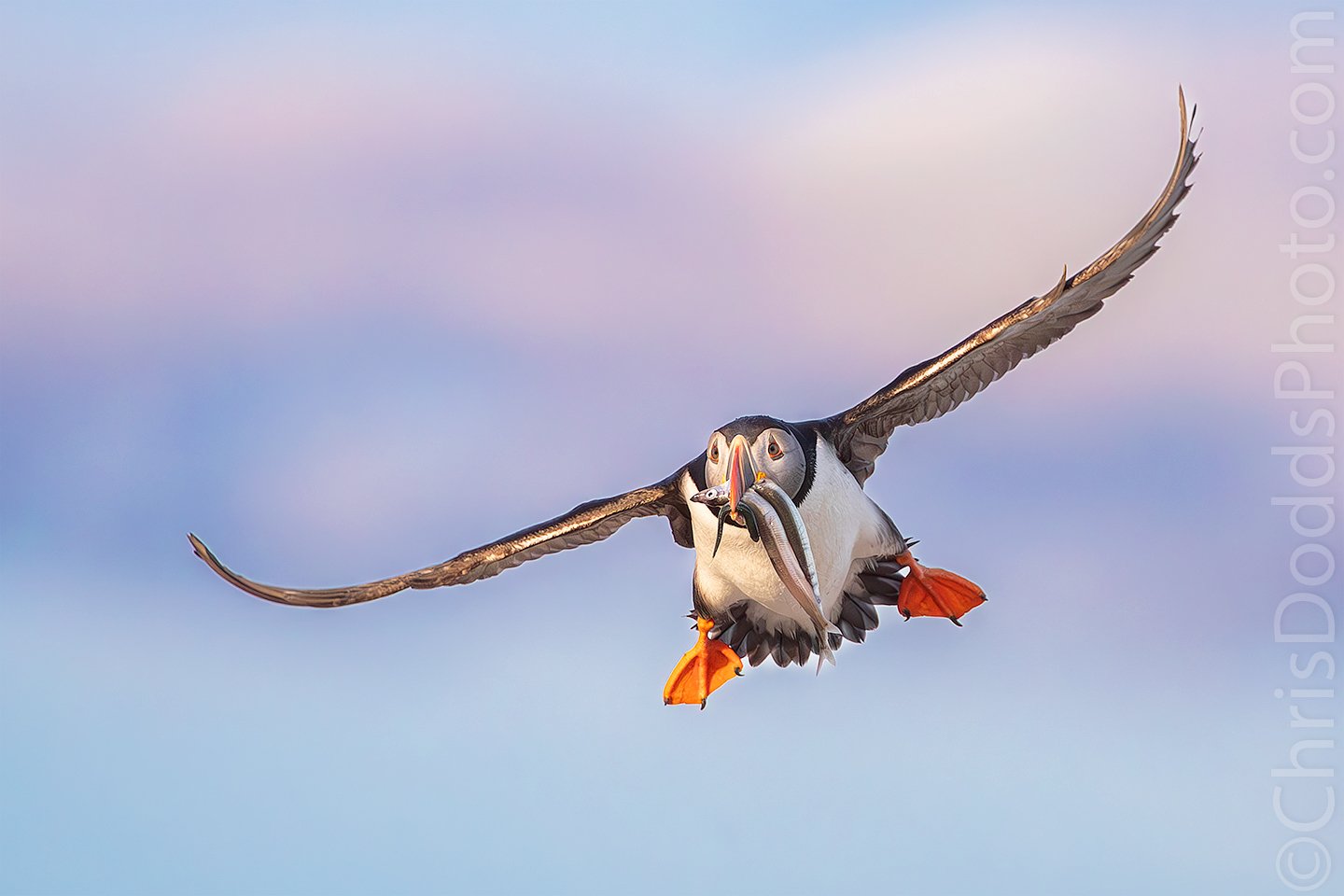 Atlantic Puffin in flight with fish at sunset CDODDS_CID4989.jpg