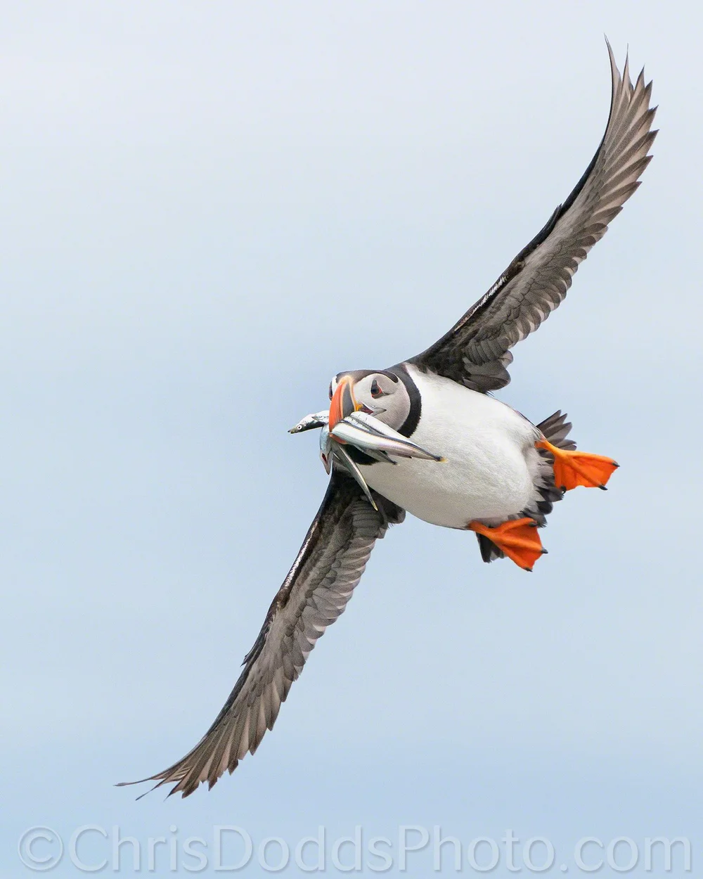 Deluxe Atlantic Puffin Workshop Photo Tour with Christopher Dodds ...