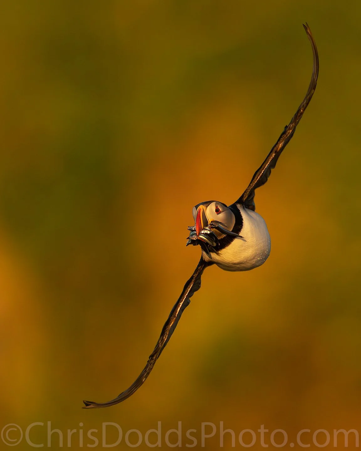 Atlantic Puffin with fish CDODDS_DSC1719-Enhanced-NR-B.jpg