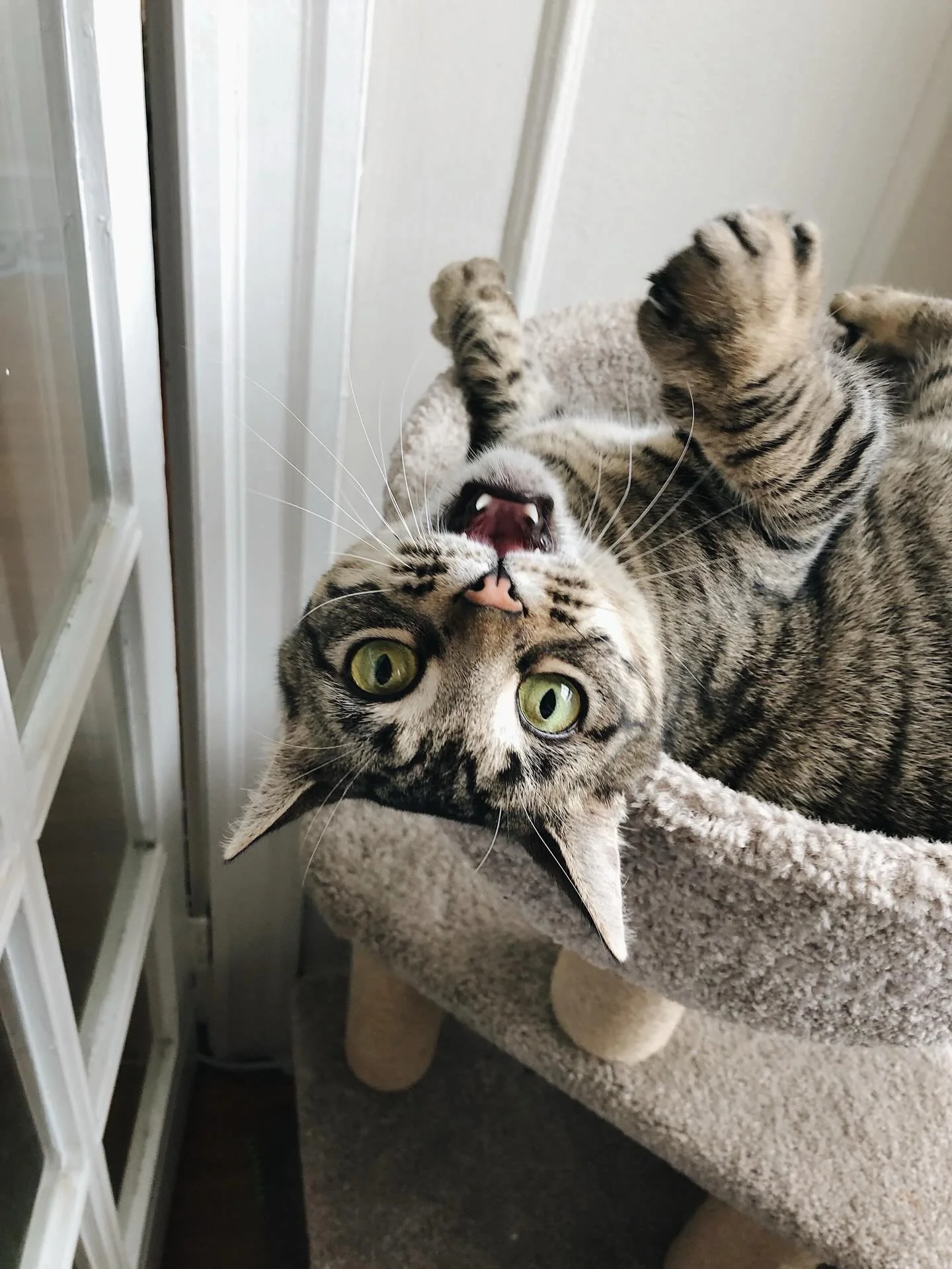 Today marks seven (!!!) years since I brought home my sweetest girl, my Labyrinth 🤍