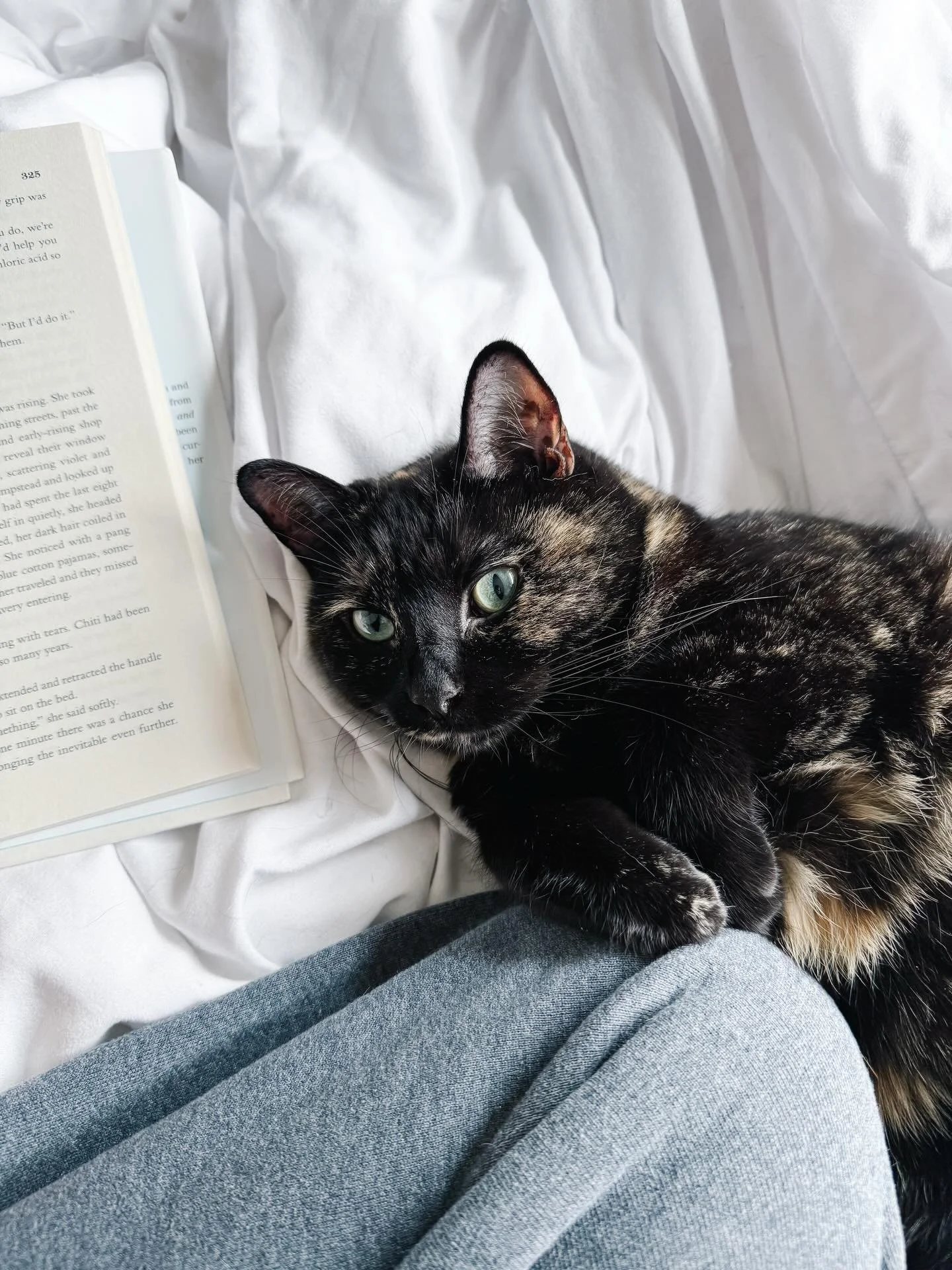 Yesterday marked seven years with my Lunabear !!! The cutest attention loving tortie, my little shadow