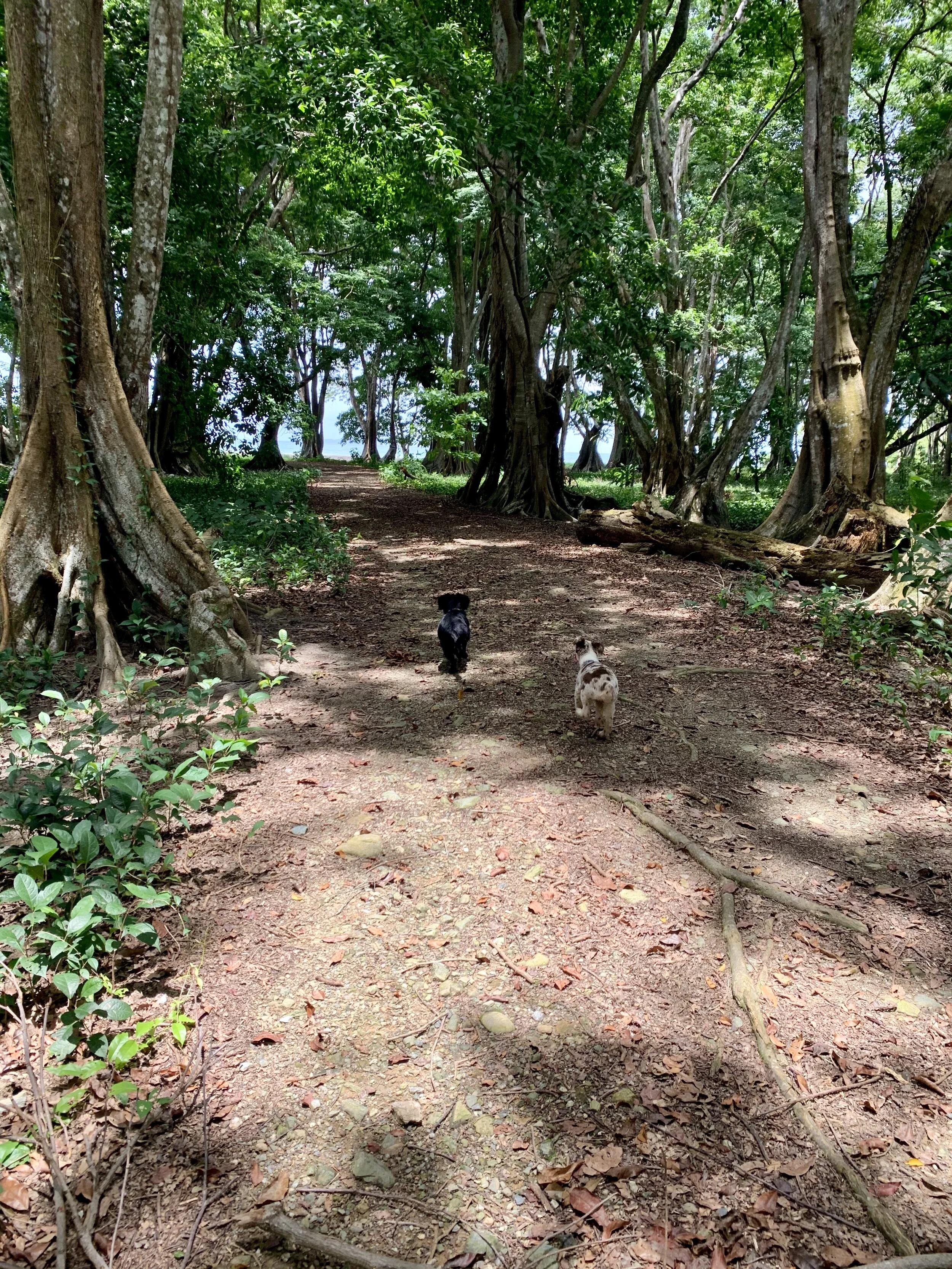 Dogs going to the BEACH 