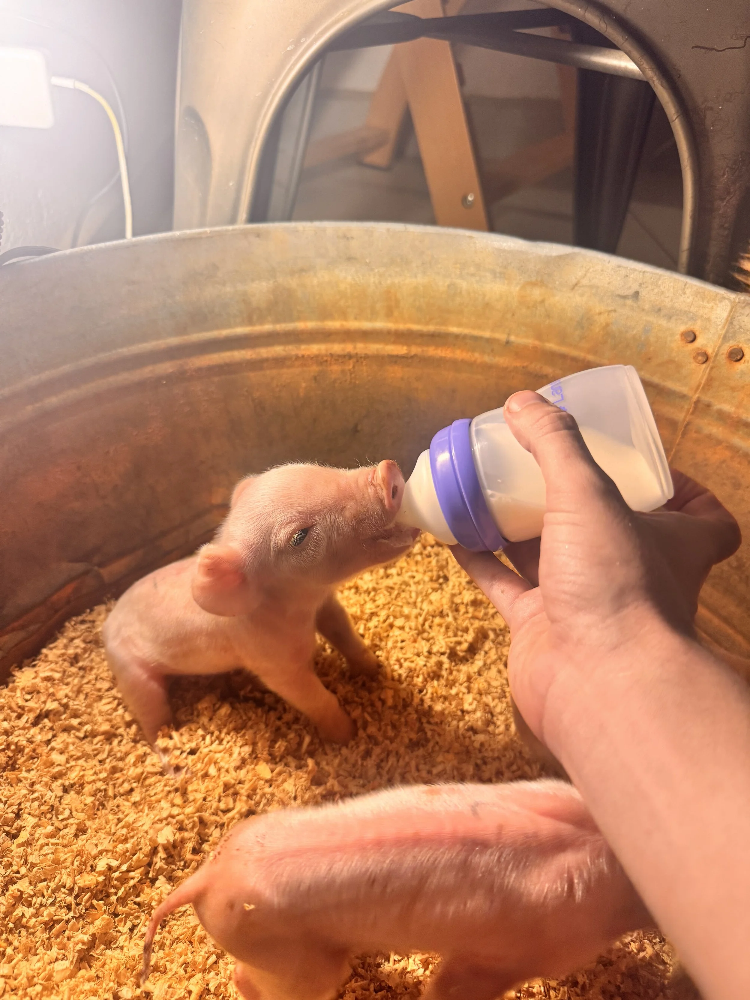 A Dislocated Elbow, Pigs and the El Camino Cafeteria 