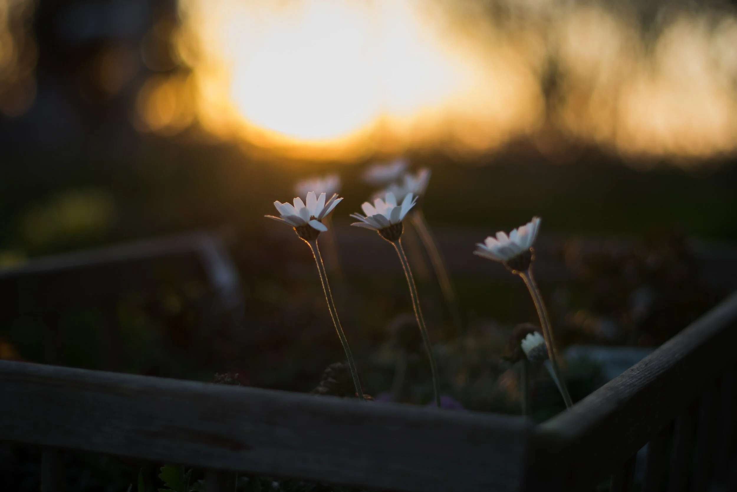 To grow
