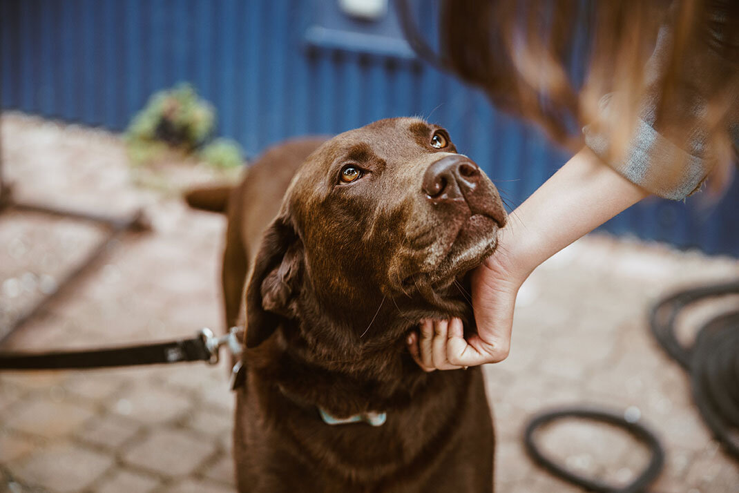 chocolate-lab-dog.jpg