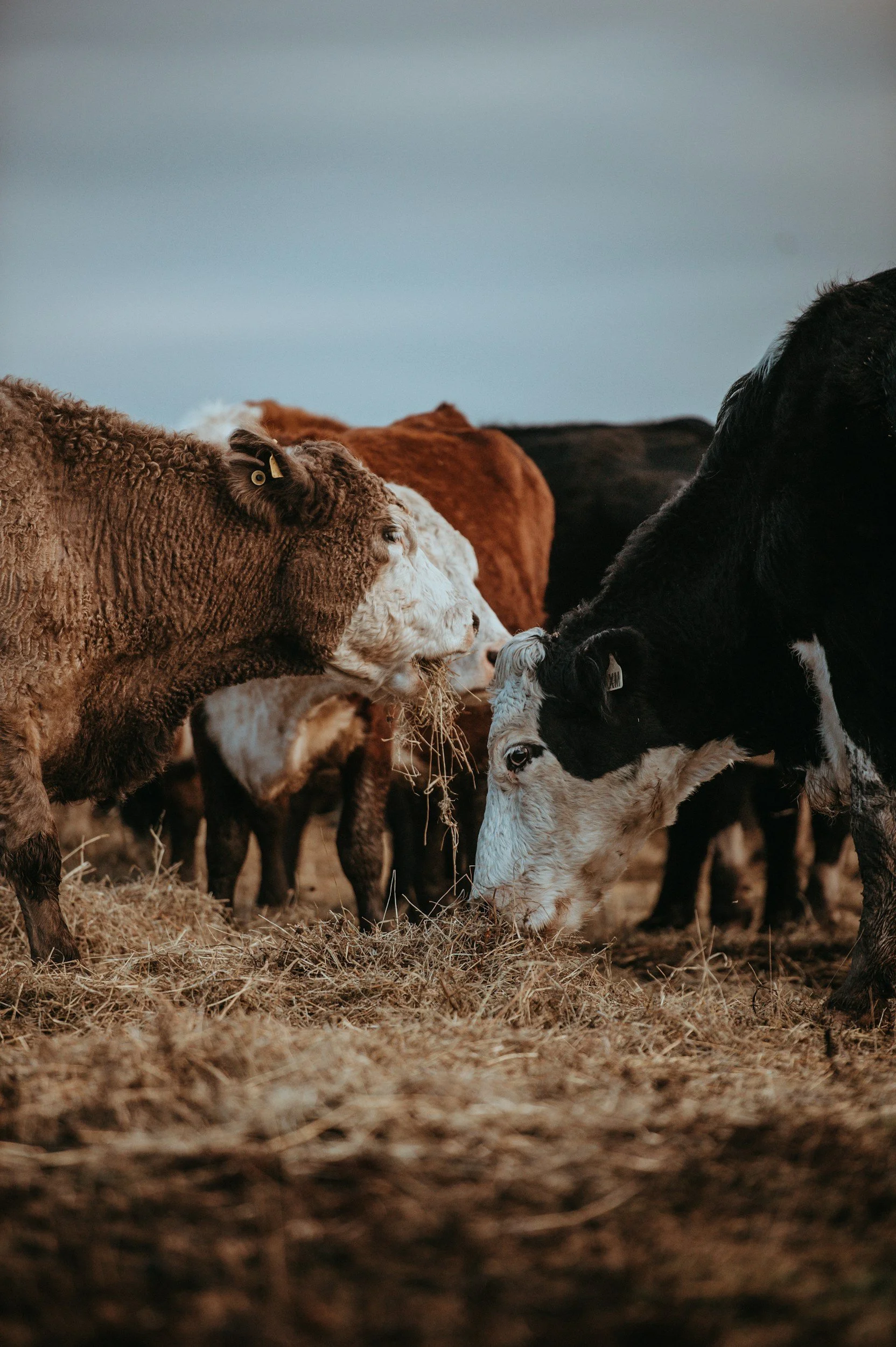 Cattle or Cows