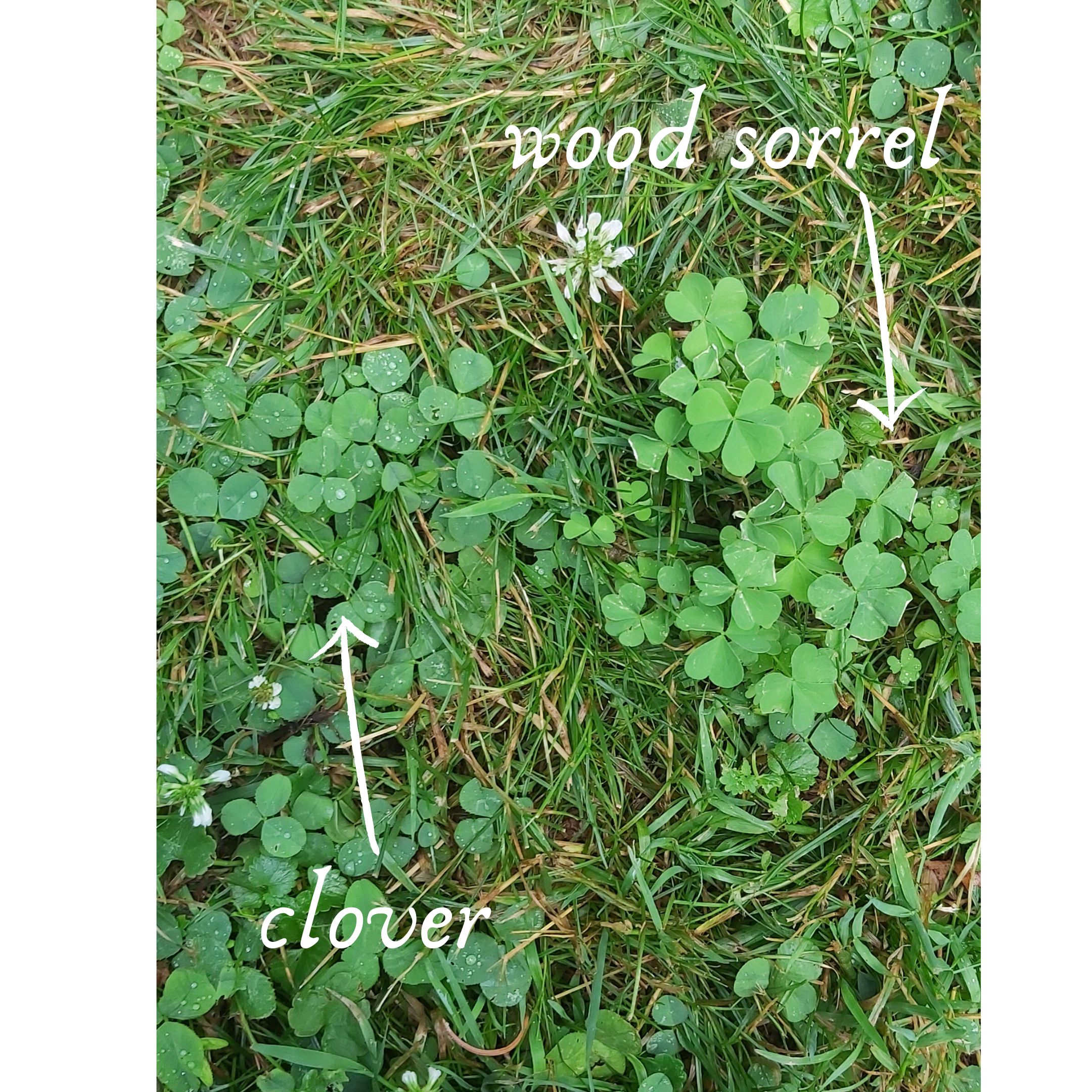 Wood Sorrel Gimlet And Simple Syrup Escarpment Kombucha Co