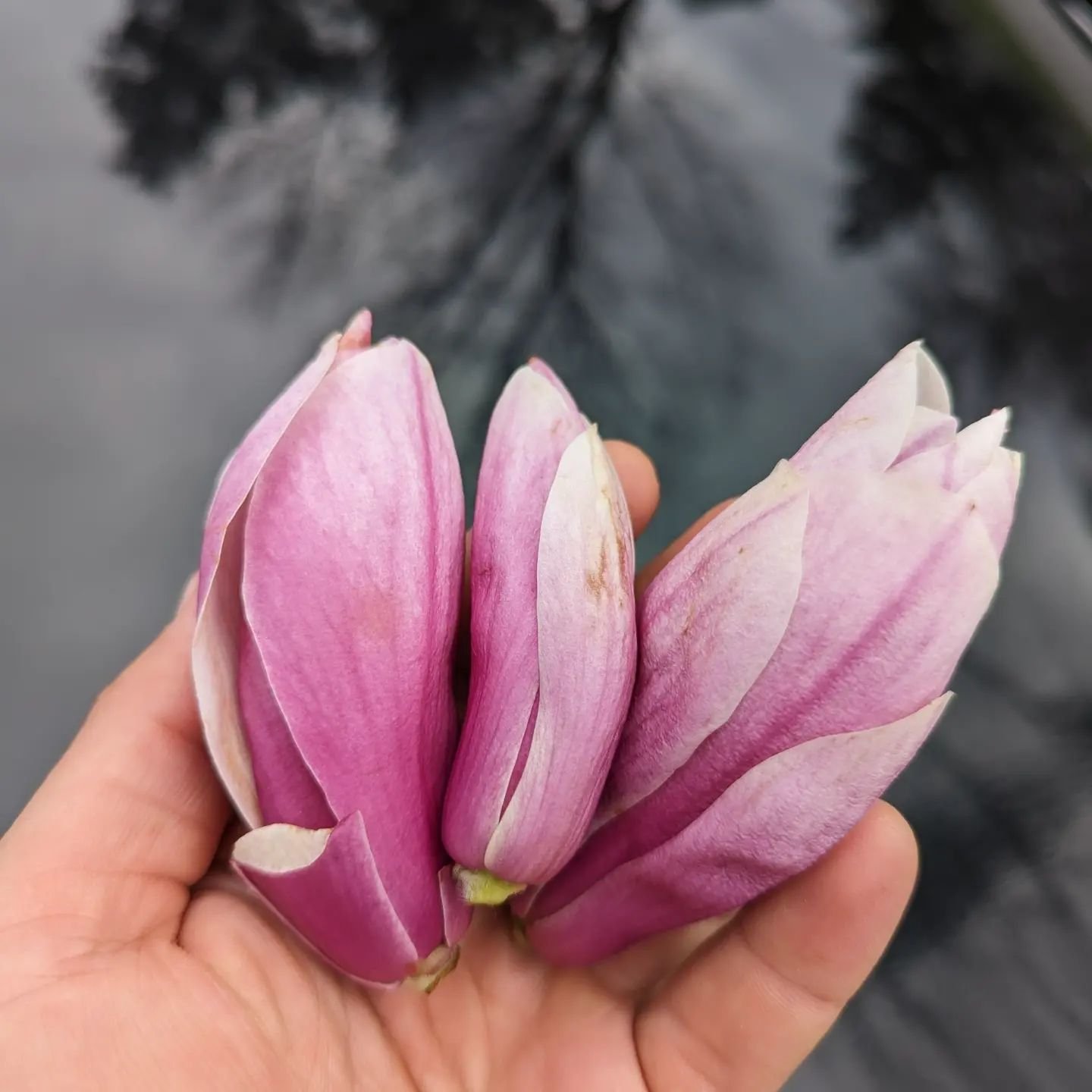 🌱🌸 If you aren't on the same foraging corners of the internet that I am, you might not know that Magnolia blossoms are edible (and delicious)! They're not like any other flower I've ever tried: instead of the usual floral flavours, they've got a wo