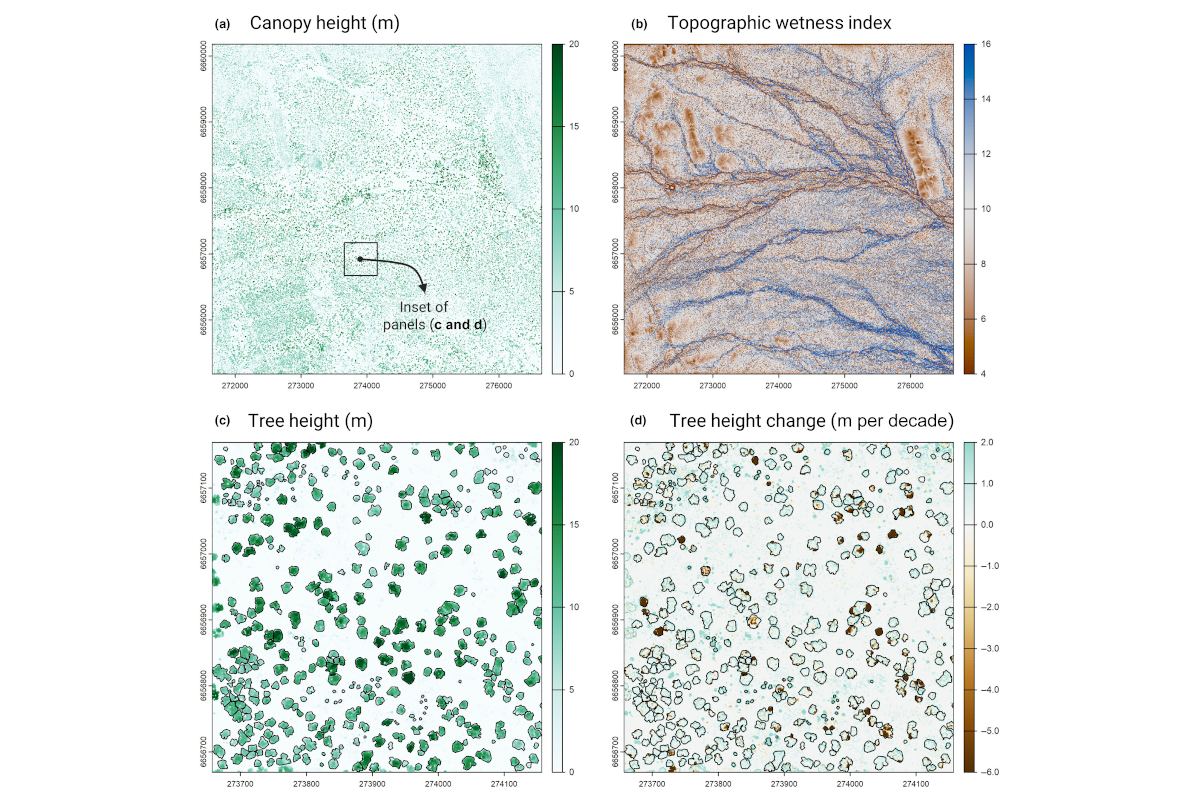 Tracking tree demography and forest dynamics at scale using remote sensing