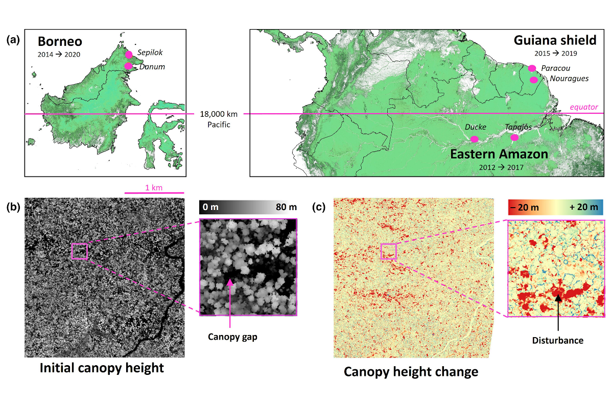 Tall Bornean forests experience higher canopy disturbance rates than those in the eastern Amazon or Guiana shield