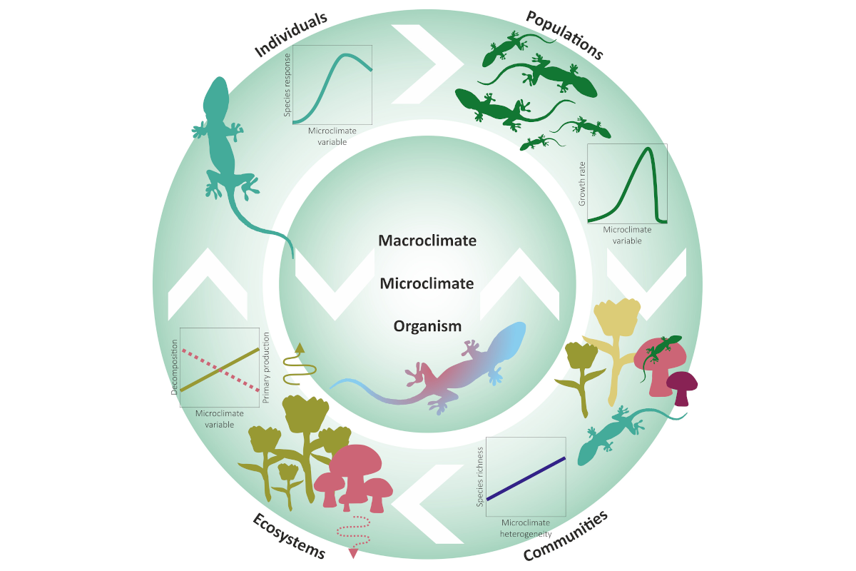 Microclimate, an important part of ecology and biogeography