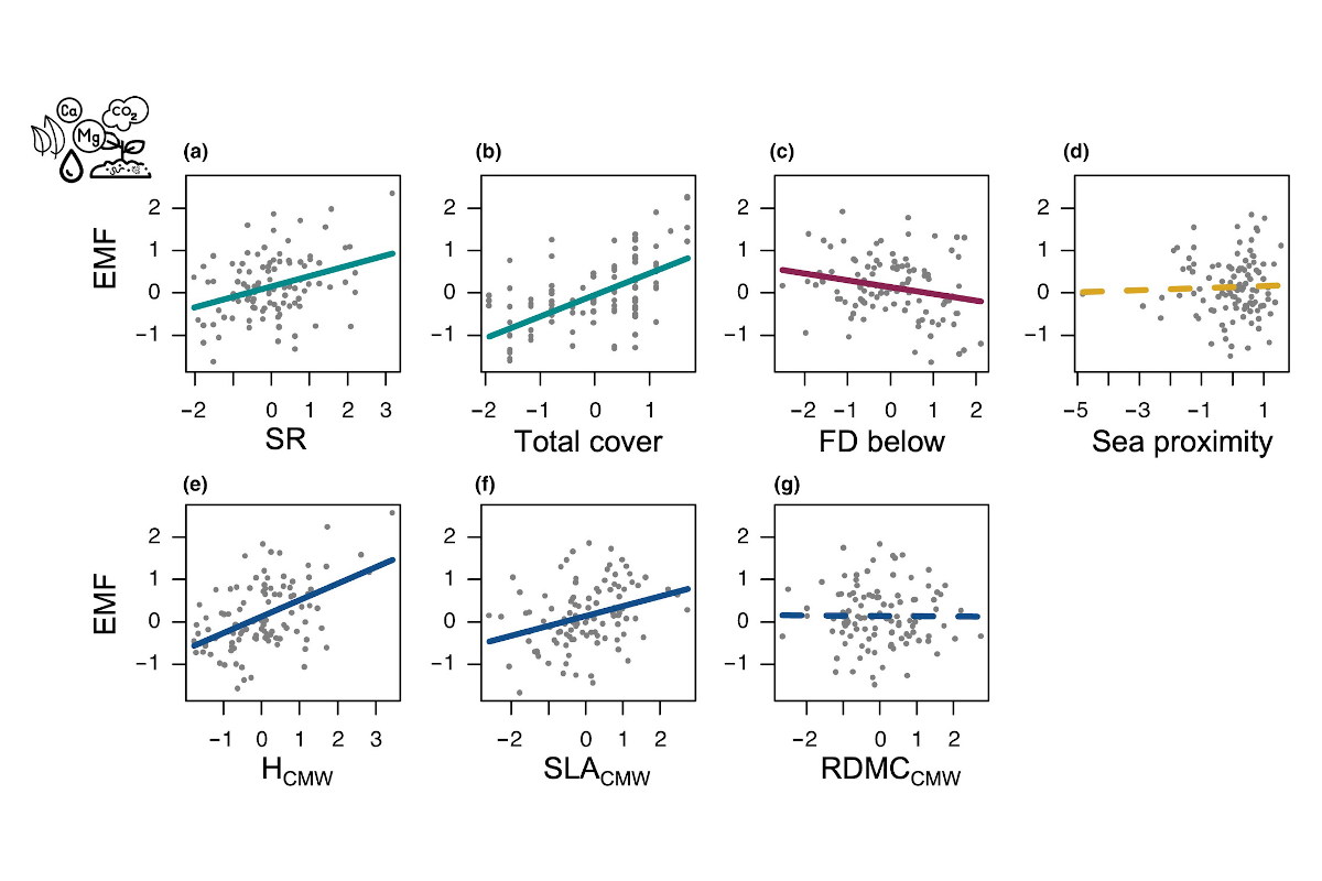 Below-ground traits, rare species and environmental stress regulate the biodiversity–ecosystem function relationship