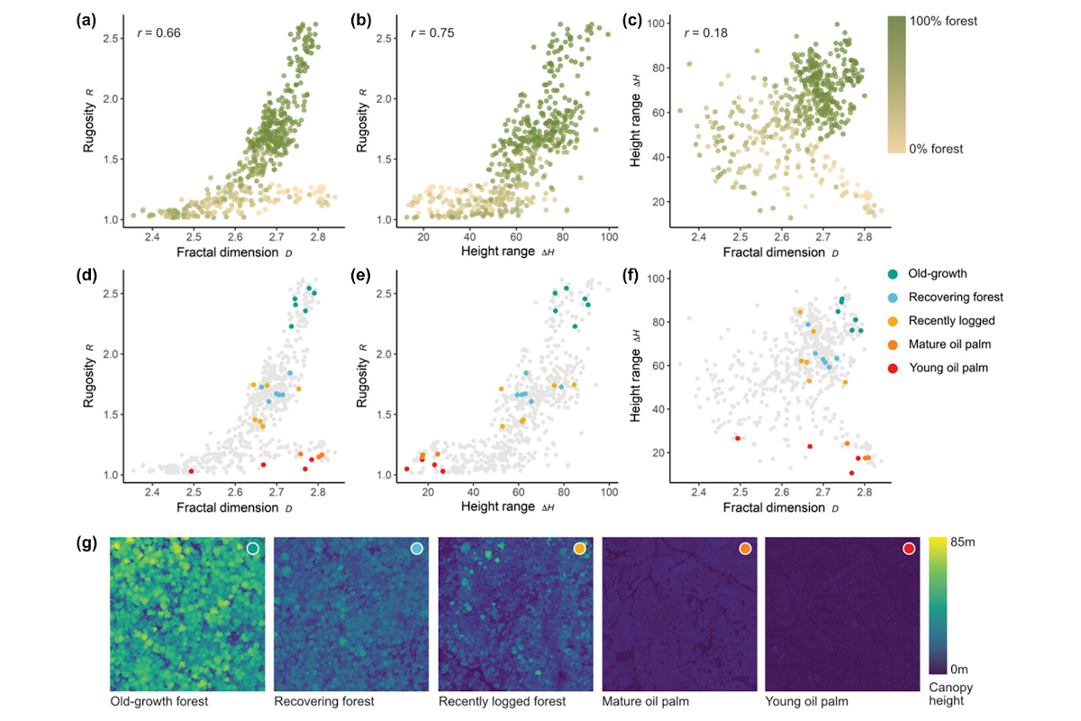 Tracking shifts in forest structural complexity through space and time in human-modified tropical landscapes