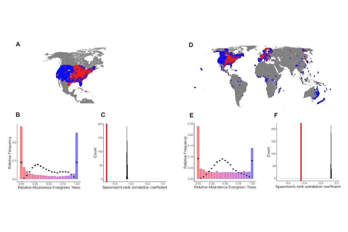 Positive feedbacks and alternative stable states in forest leaf types