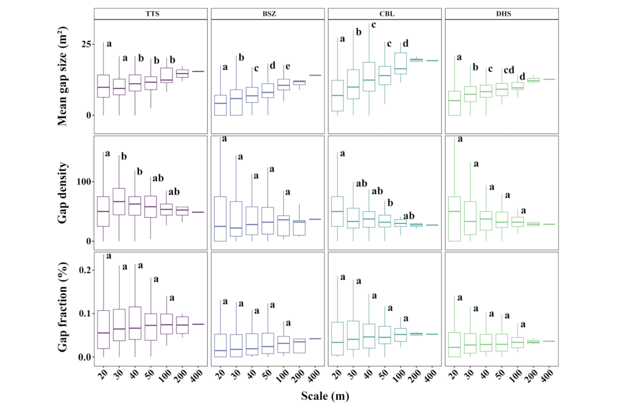 Scale-dependent controls on forest gaps shaped by large trees and topographic heterogeneity