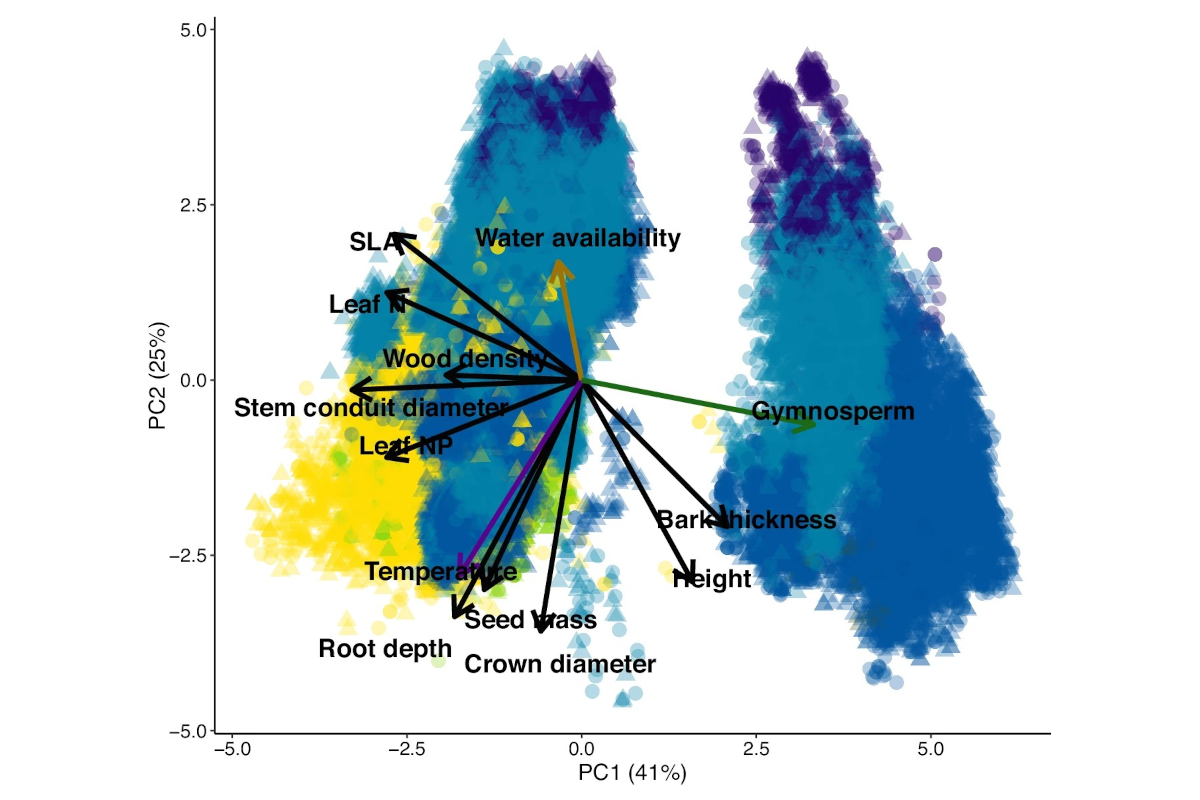 Effect of climate on traits of dominant and rare tree species in the world’s forests