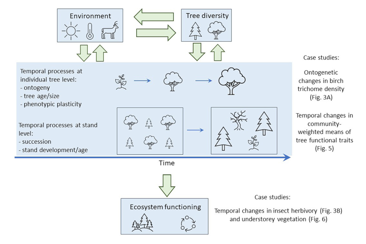 Using long-term tree diversity experiments to explore the mechanisms of temporal shifts in forest ecosystem functioning
