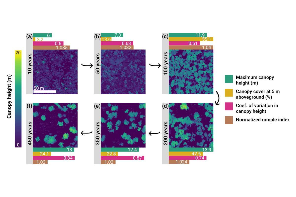 Long-term recovery of canopy 3D structural diversity following wildfires in the world’s largest temperate woodland