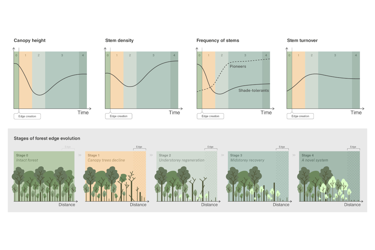 A unifying framework for understanding how edge effects reshape the structure, composition and function of forests